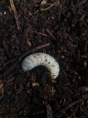 Scarabaeidae
