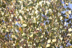 Populus pruinosa