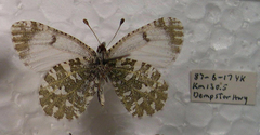 Euchloe creusa