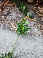 Paederia foetida