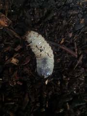 Scarabaeidae