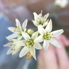 Nothoscordum gracile