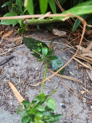 Paederia foetida