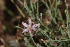 Stephanomeria pauciflora