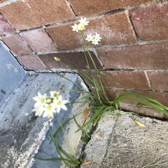 Nothoscordum gracile