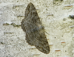 Alcis repandata
