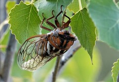 Megatibicen dealbatus