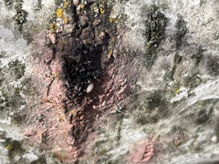 Fomitiporia punctata