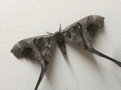 Copiopteryx
