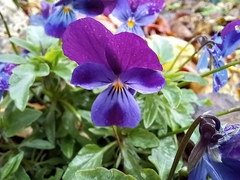 Viola × wittrockiana