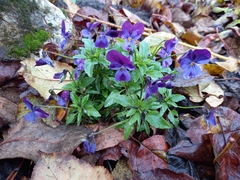 Viola × wittrockiana