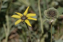 Berlandiera lyrata