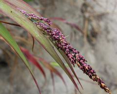 Panicum amarum