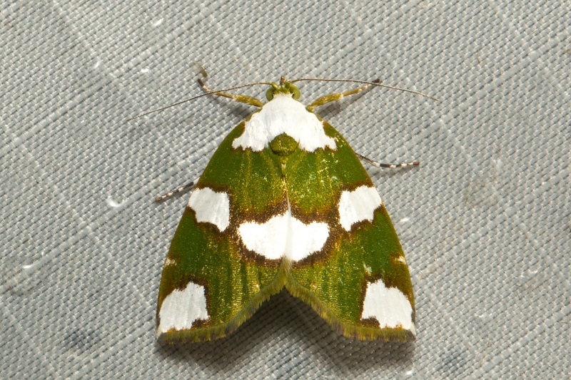 Ariolica peresa
