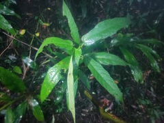 Ficus erecta beecheyana