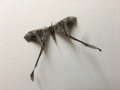 Copiopteryx