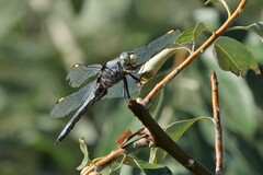 Libellula comanche
