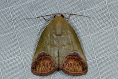 Asinduma exscripta
