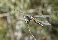 Libellula comanche