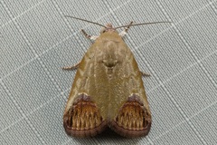 Asinduma exscripta