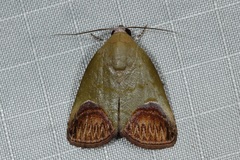 Asinduma exscripta