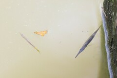 Dermogenys siamensis