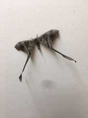 Copiopteryx