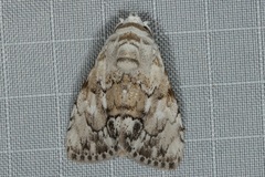 Barasa acronyctoides