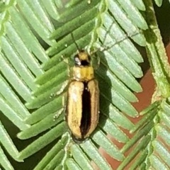 Monolepta