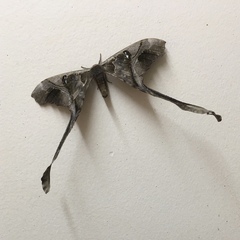 Copiopteryx