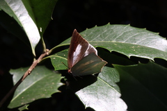 Curetis acuta paracuta