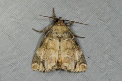 Antitrisuloides catocalina