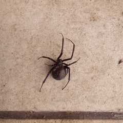 Latrodectus hesperus