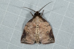 Beara tortriciformis