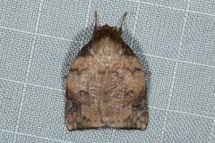 Beara tortriciformis