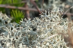 Cladonia subtenuis