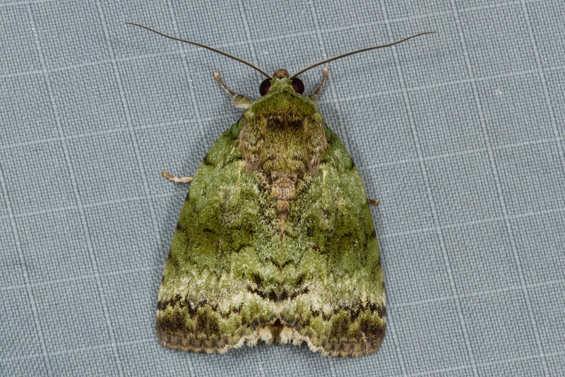 Blenina chlorophila