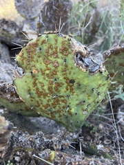 Opuntia gilvescens