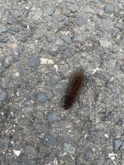Phragmatobia