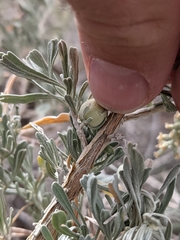 Rhopalomyia obovata