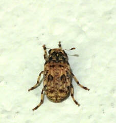 Euparius
