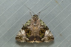Blenina quinaria