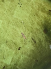 Culiseta longiareolata