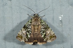 Blenina quinaria
