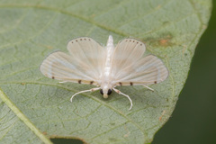 Musotiminae