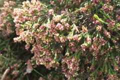 Passerina corymbosa