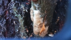 Phellinus pomaceus