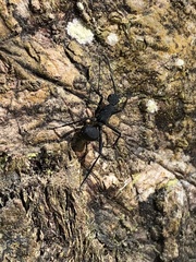 Polyrhachis armata