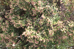 Passerina corymbosa