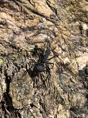 Polyrhachis armata